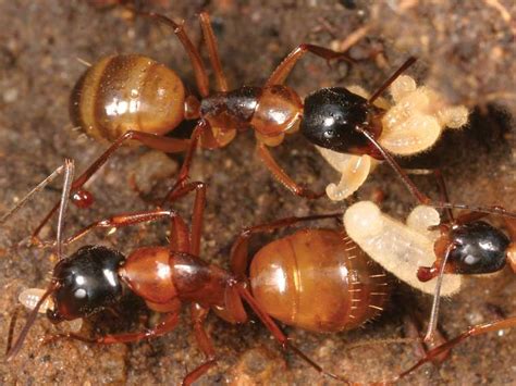 Carpenter Ant Larvae & Eggs - what they look like