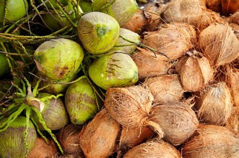 11 Different Types Of Coconuts | Coconut Varieties | Balcony Garden Web