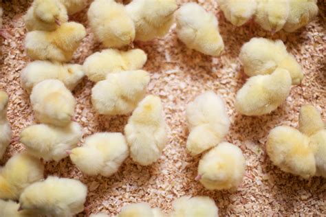 In-Depth Guide to Chick Feed for Baby Chickens | What to Feed Baby Chickens | Manna Pro