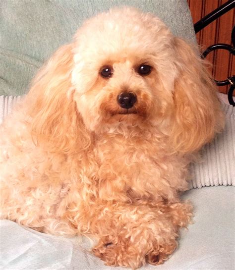 Apricot Toy Poodle My gorgeous Ellie after having a wash n blow dry Wash And Blow Dry, Toy ...