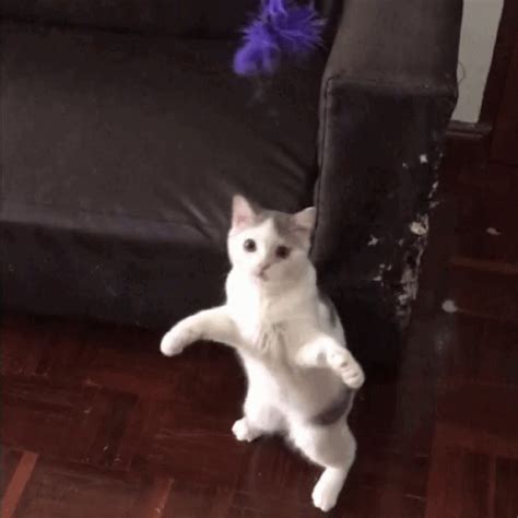 Cat Jump GIF - Cat Jump Dance - Discover & Share GIFs