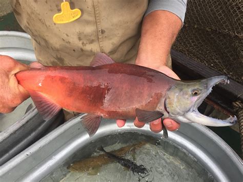 Why CT is trying to preserve kokanee salmon in Barkhamsted pond