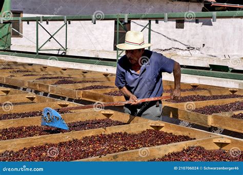 A Farmer Is Drying Coffee Beans In The Sun.Drying Coffee Beans In The Sun At A Coffee Plantation ...