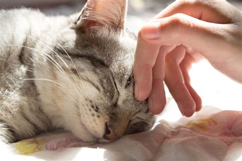 Cat Euthanasia: How Do You Know It's Time To Euthanize Your Cat?