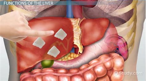 Human Body Organs Liver