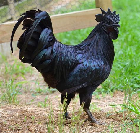 Rare Ayam Cemani Chickens from Indonesia that are completely black cost £1500 each | Metro News