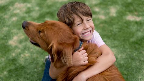 Wie Hund und Mensch miteinander glücklich werden