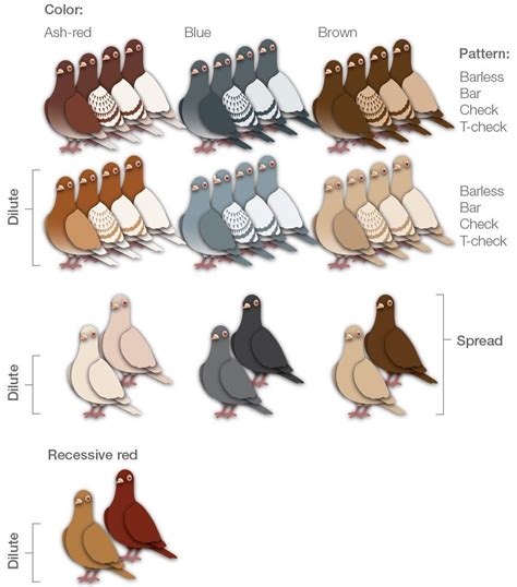 colour pigeons | Pet pigeon, Pigeon breeds, Pigeon loft