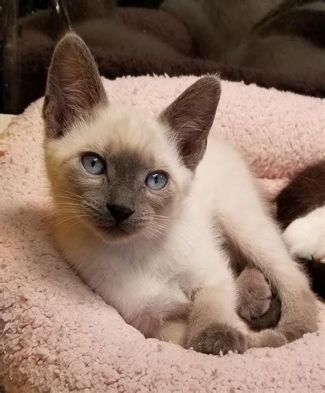 Siamese Cats For Sale | Huntsville, AL #288408 | Petzlover