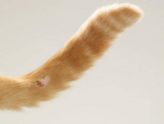 4 Common Cat Tail Injuries | LoveToKnow Pets