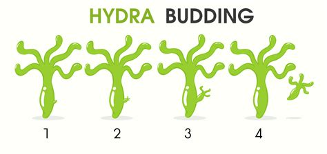 Science cartoon teaching about Hydra Budding. 593995 Vector Art at Vecteezy