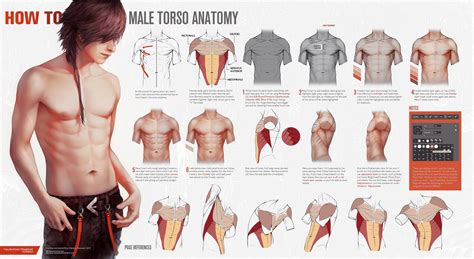 ArtStation - Male Torso Anatomy and Hand References