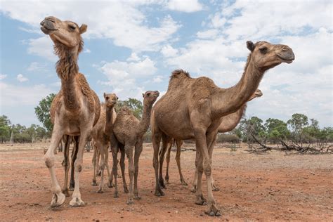 Five Predictions on camel in The Newest Year - Rent Karo