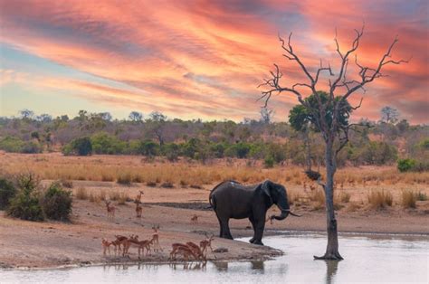 19 Savanna Facts: Exploring the Unique Ecosystem and Wildlife of the ...