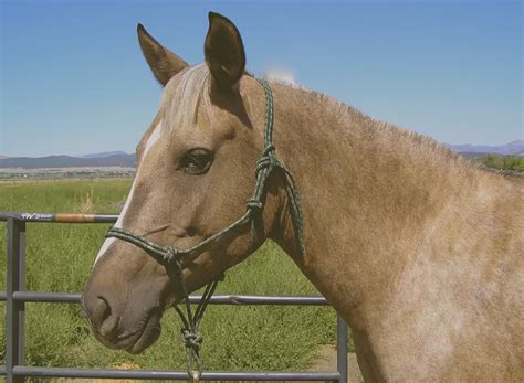 How to Make a Rope Halter with Fiador Knot