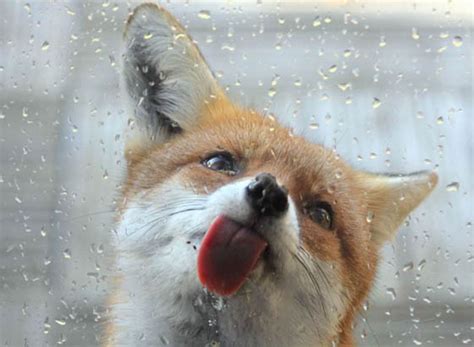 12 Cute Fox Photos That Will Make You Smile - Design Swan