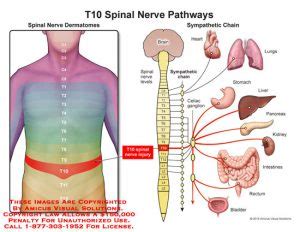 T10 – Anatomy Exhibits