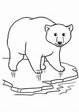 Free & Easy To Print Bear Coloring Pages  Tulamama sketch template