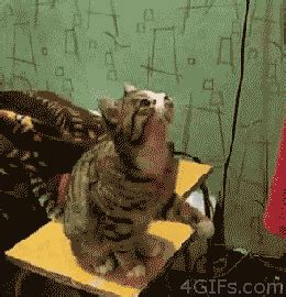funny kitty gif | WiffleGif
