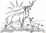 Bull elk coloring Pages Download And Print For Free sketch template