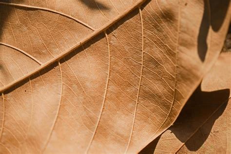 Close up macro dry leaf texture 14174211 Stock Photo at Vecteezy