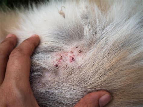 Do Fleas Cause Scabs On Dogs