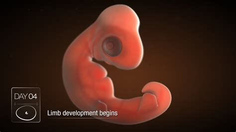 Scientific Animation: Chicken Embryo Development | Australian Poultry ...