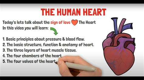 Heart Structure & Function in 5 mins | GCSE | IGCSE | NEET | Biology ...