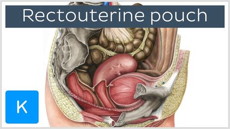 Rectouterine pouch (rectouterine excavation, pouch of Douglas) - Human ...