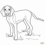 Coon Dog Pages Coloring sketch template