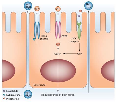 Mechanism of action of common therapies used to manage chronic ...