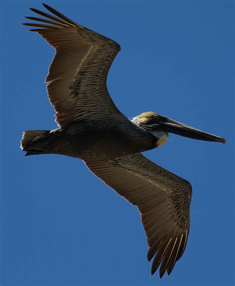 Pelican - Fort Matanzas National Monument (U.S. National Park Service)