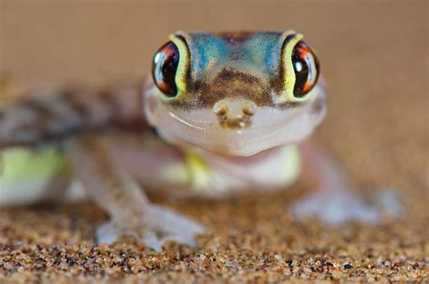 Desert Gecko Photograph by Francesco Tomasinelli | Fine Art America