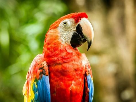 20 Costa Rica Birds You Must See (Guide to Bird Watching) - Eco Lodges ...