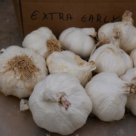 Garlic bulbs: Organic Extra Early Wight bulbs - True Harvest Seeds Shop