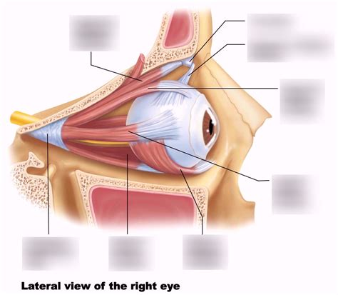 Anatomy Of The Eye Labeled