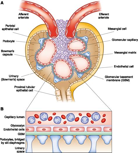 [PDF] The Players: Cells Involved in Glomerular Disease. | Semantic Scholar