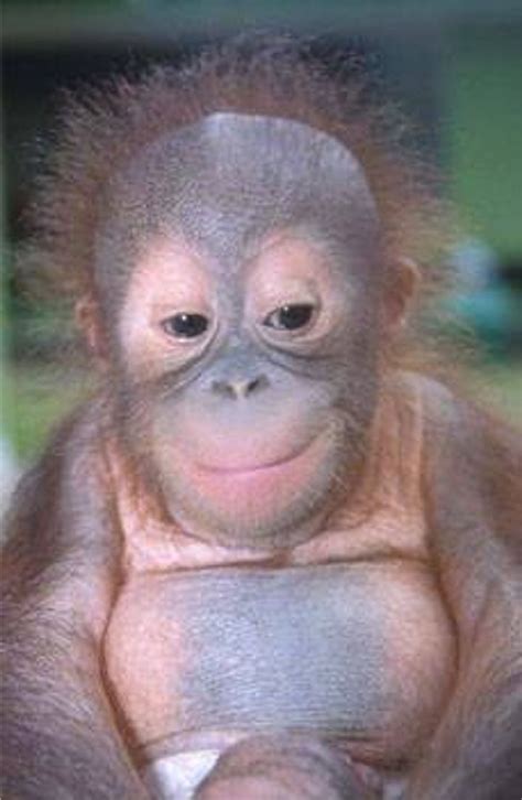 Picture Of Baby Monkey With Crazy Hair | PeepsBurgh.Com