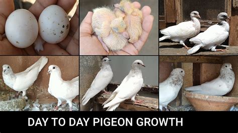 Pigeon Growth Day by Day || Pigeon growth complication || 1 Year - YouTube