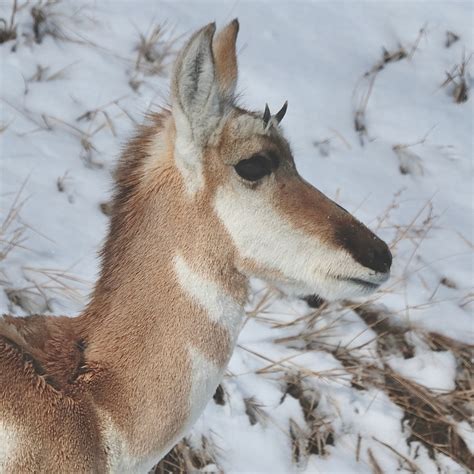 young Prong Horn Antelope doe by Thomas Curry | ArtWanted.com