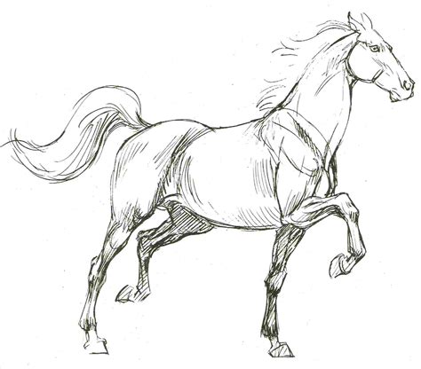 Horse Sketch Simple at PaintingValley.com | Explore collection of Horse Sketch Simple