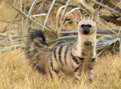 photorama: Aardwolf part 1 | Animals, Rare animals, Unusual animals