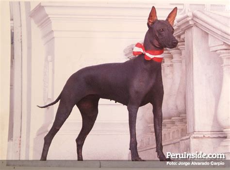 Perro-peruano. Peruvian Hairless Dog. | Peruvian hairless dog, Hairless dog, Dogs