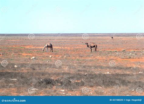 Wild Camels In The Desert Royalty-Free Stock Image | CartoonDealer.com ...