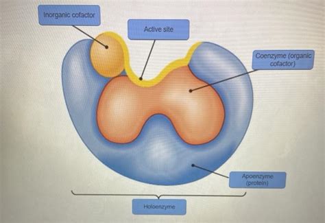 Solved Label the parts of the holoenzyme structure. Drag the | Chegg.com