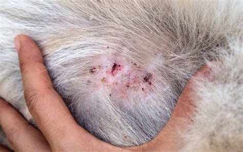 Pictures of 21 Common Dog Skin Problems [with Vet Advice] (2023)