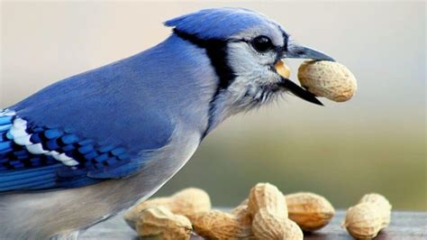 Can You Own A Pet Blue Jay? Is It Legal? All You Need To Know!