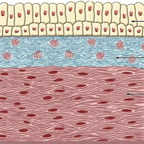 Adenoids Histology