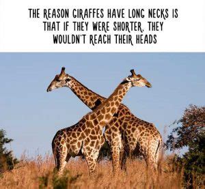 30 Funny But Fake Animal Facts | KLYKER.COM