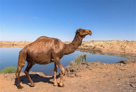 Desert Animals Camel Information – Idalias Salon